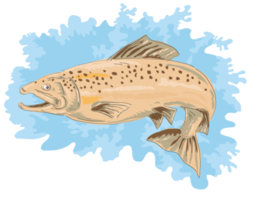 trout fish jumping png