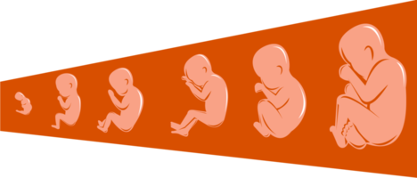 human fetus from 8 to 40 weeks png