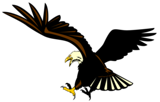 Weißkopfseeadler fliegen png