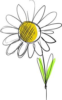 Chamomile flower drawing, illustration, vector on white background.