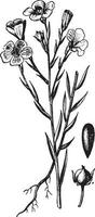 Flax, Linseed, Linaceae, ornamental, plant, seed, bud vintage illustration. vector