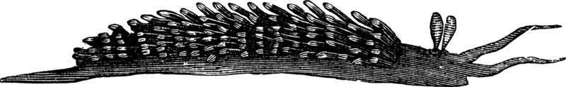 eolis papillosa, ilustración vintage. vector