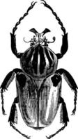 Goliathus Cacicus vintage illustration. vector