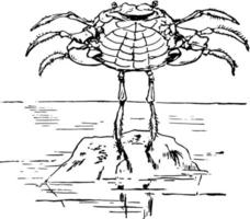 un cangrejo bailando sobre una roca, ilustración antigua vector