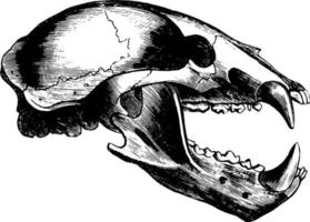 Wolf Skull, vintage illustration. vector