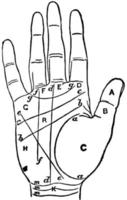 Palmistry, discover the temperament, vintage engraving. vector