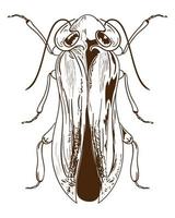 cockroach bug icon vector