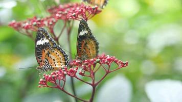 cerrar mariposas en las flores video