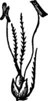 Sweet-scented Vernal Grass vintage illustration. vector