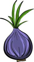 Purple onion,illustration,vector on white background vector