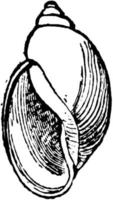 Physa Heterostropha, vintage illustration. vector