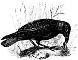 Carrion Crow, vintage illustration. vector