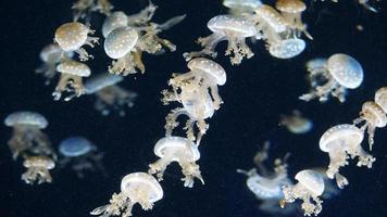 White spotted jellyfish or Floating bell or Australian spotted jellyfish video