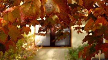 bunte Ahornblätter im Herbst über dem Fenster video