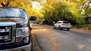 rua de outono no canadá, gafanhotos amarelos video