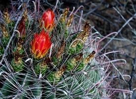 vibrantes flores de color rojo anaranjado en un cactus de barril de anzuelo foto