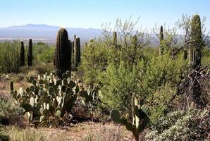 Rugged Sonoran Desert Landscape photo