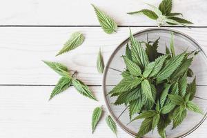 Nettle leaf, freshly picked Urtica dioica on wooden table, top view, copy space photo