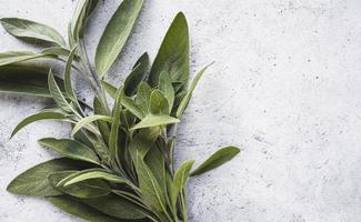 Sage leaves on gray table, cooking background, kitchen herbs flat lay, copy space photo