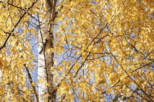 Birch tree yellow foliage in autumn, Betula populifolia in fall photo