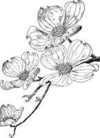 ilustración vintage de cornejo floreciente. vector
