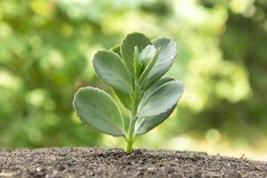 Beautiful nature green plant and Green grow up from a background. photo