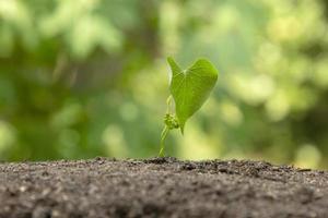 tree Leaf growing through on the ground in nature Planting tree. photo