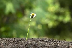 una hermosa flor de la naturaleza en el suelo y atravesando el suelo. foto