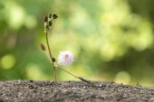 Beautiful flower on the ground and going straight through the soil. photo