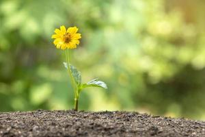 flor creciendo a través del suelo, y pequeña flor amarilla crece concepto foto