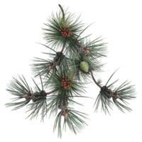 árbol conífero con conos, ilustración de pino
