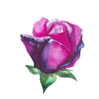 rose flower watercolor png