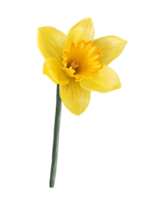 yellow daffodil spring flowers illustration isolated png