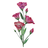 fleurs d'eustoma, illustration aquarelle de lisianthus png