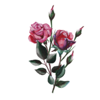 rose bush illustration png