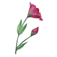 ilustración de acuarela de flor de eustoma png