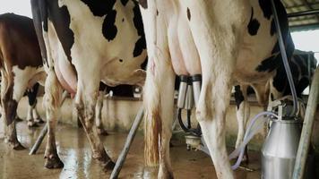 automatisch gemechaniseerd melken koe in een koe melk boerderij schuur. dichtbij omhoog van uitrusting wezen gebruikt. landbouw, dier voer, boerderij, vee en melk, en zuivel video