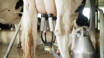 Vaca de ordenha mecanizada automática em câmera lenta no celeiro de uma fazenda de leite de vaca. close-up do equipamento que está sendo usado. agricultura, ração animal, fazenda, gado e leite e laticínios video