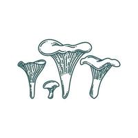 Chanterelle mushrooms in doodle style. Forest or farm mushrooms of different size. Vector illustration