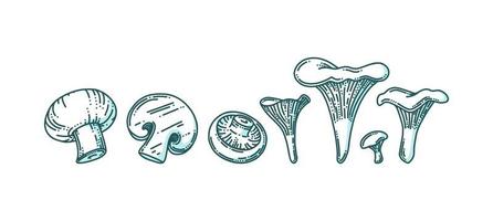 Chanterelle and champignon mushrooms in doodle style with shadow. Forest or farm mushrooms of different size. Vector illustration