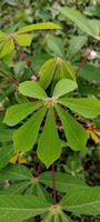 Young cassava leaves photo