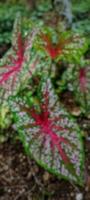 The background of a very beautiful and beautiful ornamental taro leaf plant photo