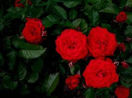 rosas rojas sobre un fondo oscuro foto