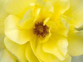 Yellow rose close up view photo