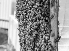 Honeycomb from bee hive filled with golden honey photo