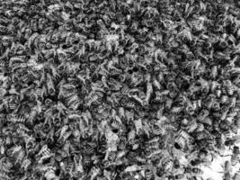 Abstract hexagon structure is honeycomb from bee hive photo