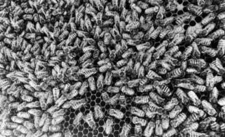 La estructura hexagonal abstracta es un panal de abejas de la colmena. foto