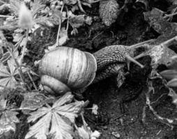 Big garden snail in shell crawling on wet road hurry home photo