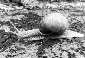 Big garden snail in shell crawling on wet road hurry home photo