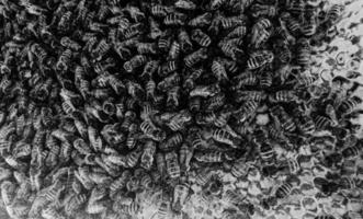 Abstract hexagon structure is honeycomb from bee hive photo